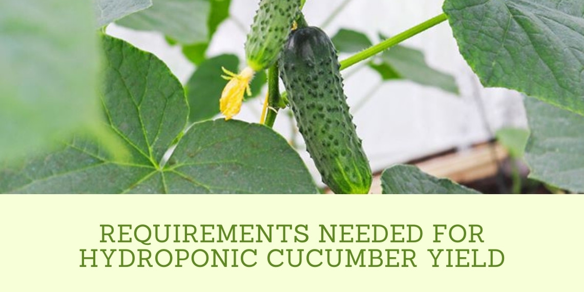 Hydroponic Cucumber Yield [2022]