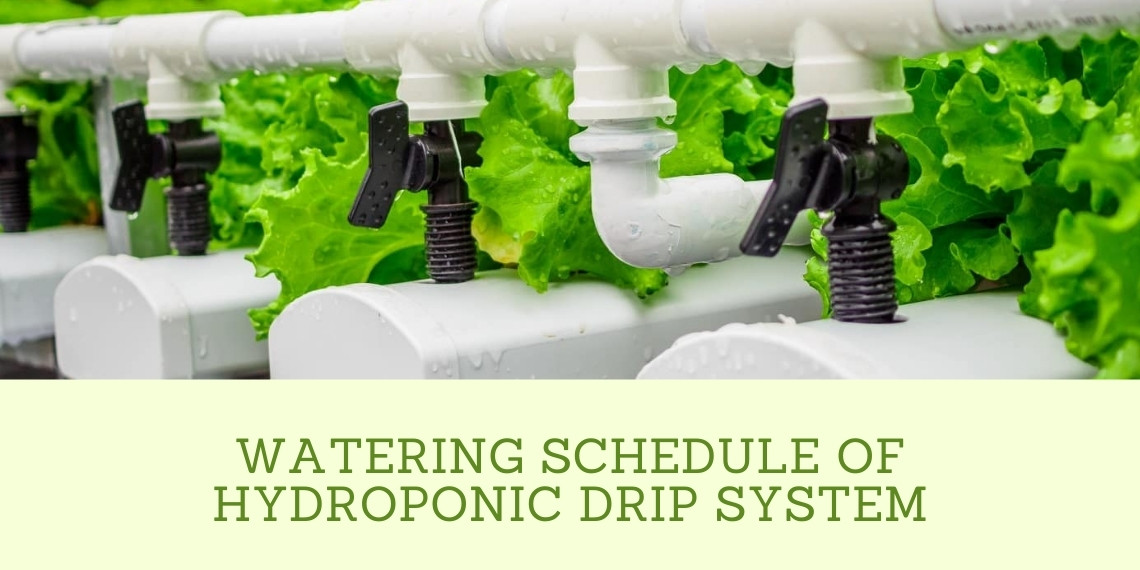 hydroponic-drip-system-watering-schedule-2022