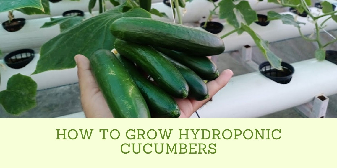 How To Grow Hydroponic Cucumbers 2022 