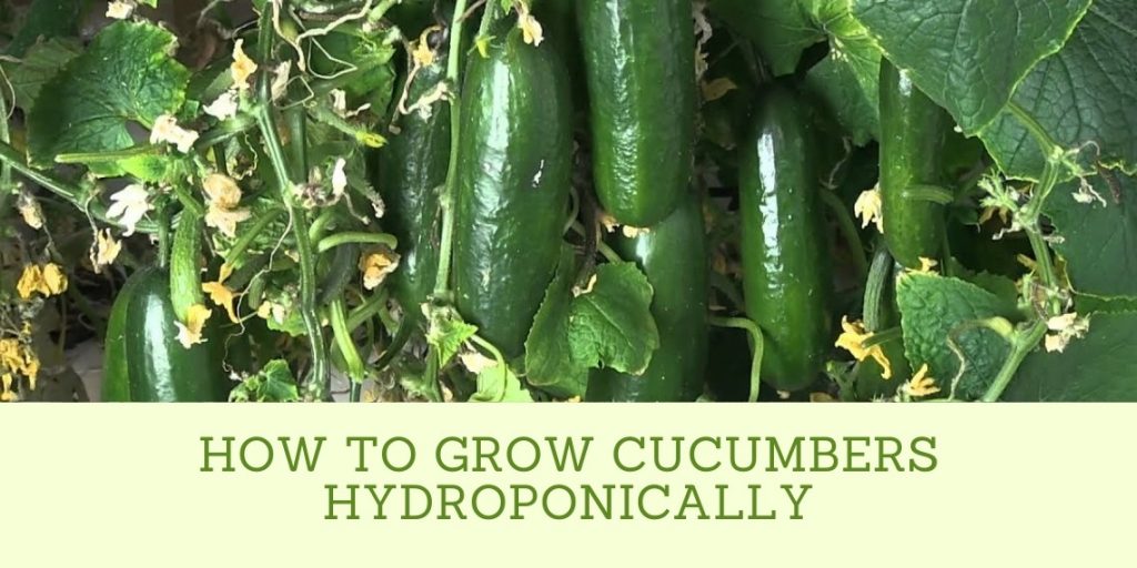 How To Grow Hydroponic Cucumbers 2022 