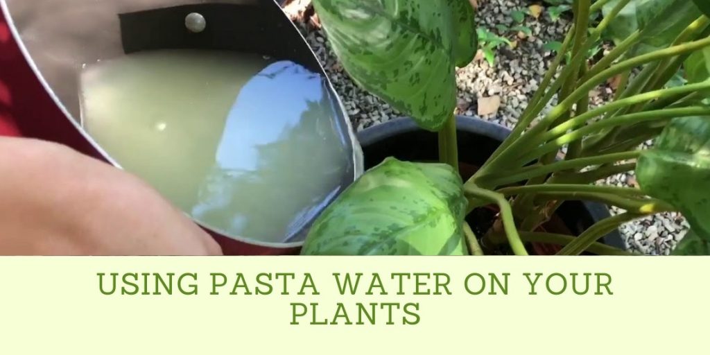 Watering Plants With Pasta Water [2022]