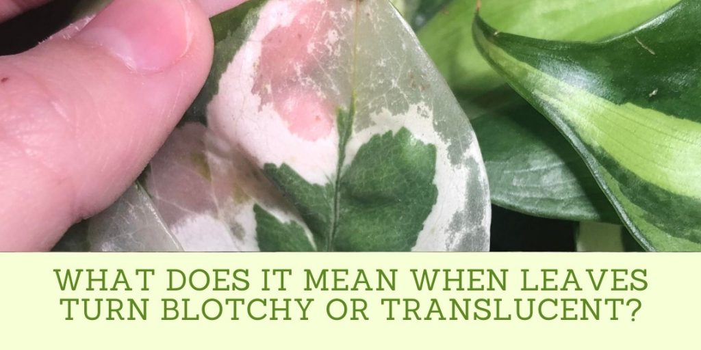 Why do plant's leaves turn translucent after watering? (what is edema –  lovethatleaf