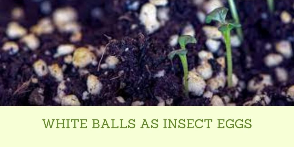 White Balls In Soil: White Fungus Balls In Soil