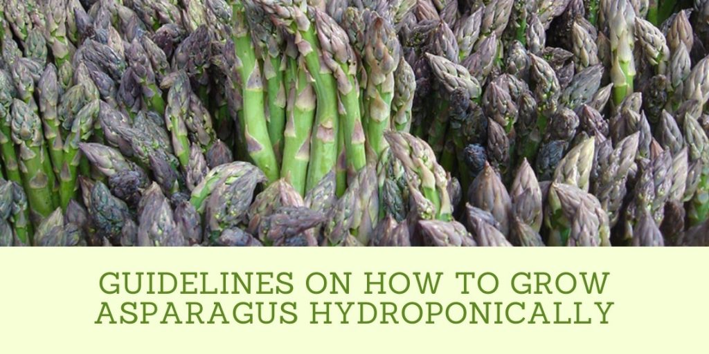 Growing Asparagus Hydroponically [2022]