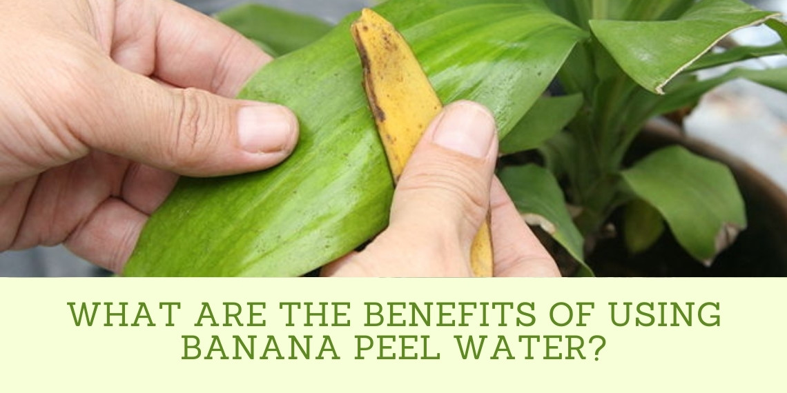 Banana Peel Water For Plants [2022]