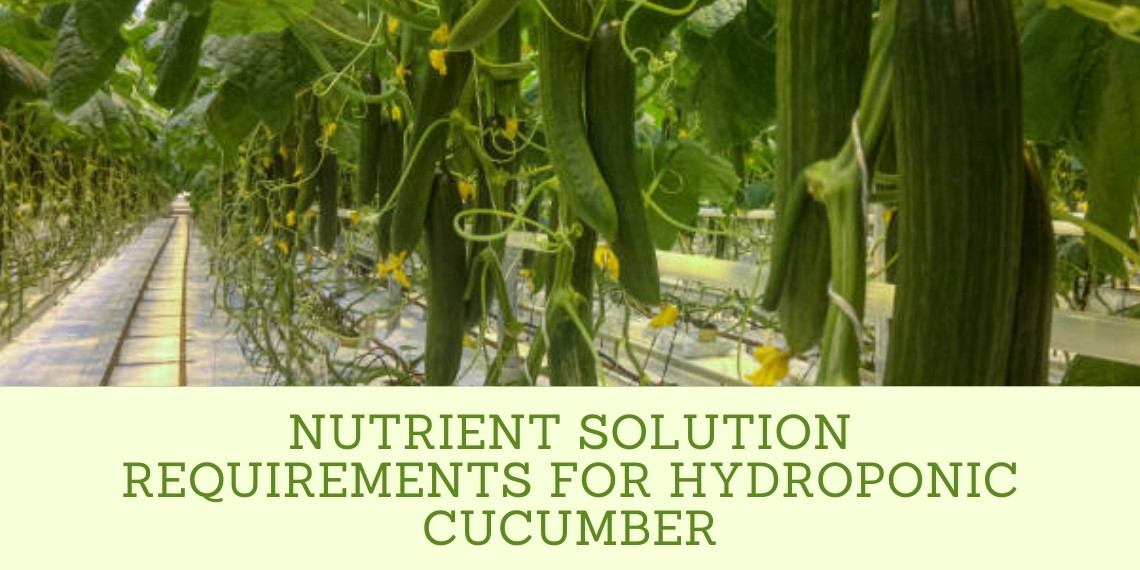 How To Grow Hydroponic Cucumbers [2022]