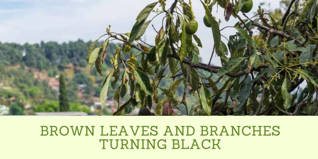 Brown Leaves and Branches Turning Black